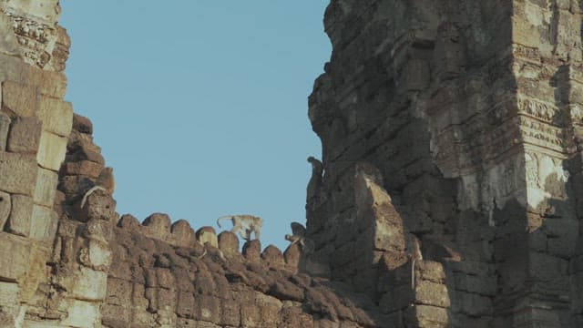 Monkeys Climbing the Sunlit Ancient Temple Wall