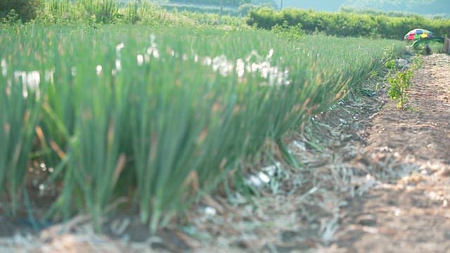 Fresh green onions growing on a sunny day