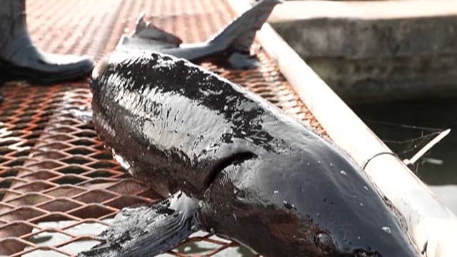 Sturgeon Caught from a Fish Farm