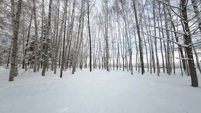 Snow-covered Birch Trees in a Forest