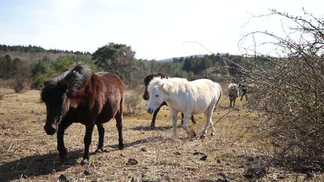 Jeju Horses walking in open pasture on a sunny day