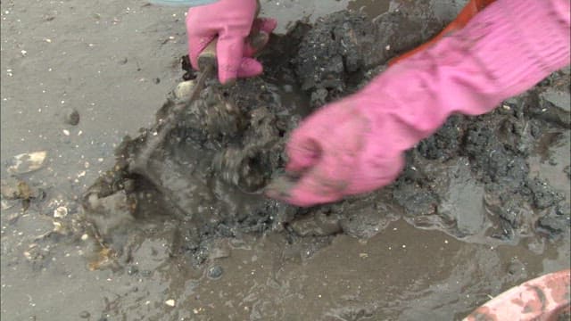 Person Harvesting Shellfish at Low Tide