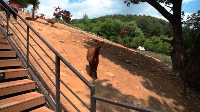 In a sunny hillside park with alpacas and greenery