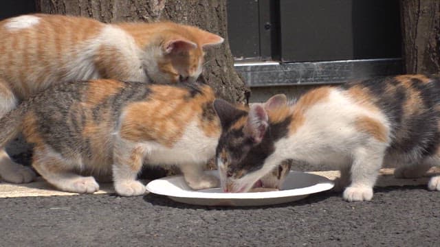 Three kittens eating from a white plate on the floor