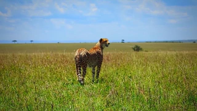 Cheetah Surveying the Savanna