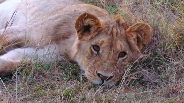 Close-up of a resting lion in the grass