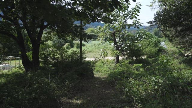 Serene Rural Landscape with Lush Greenery