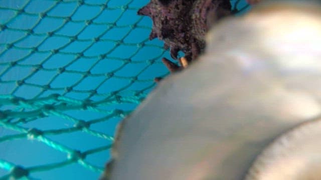 Conches entering a fishing net set in the sea