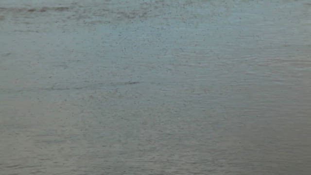 Flock of birds flying over water