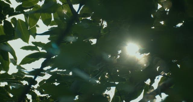 Sunlight filtering through fresh green leaves