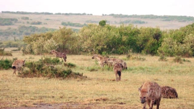 Hyenas Roaming in the Savannah Grasslands