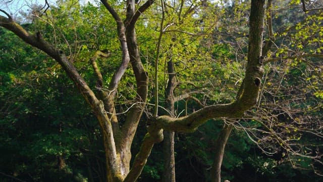 Moss-covered trees with budding leaves in a serene forest