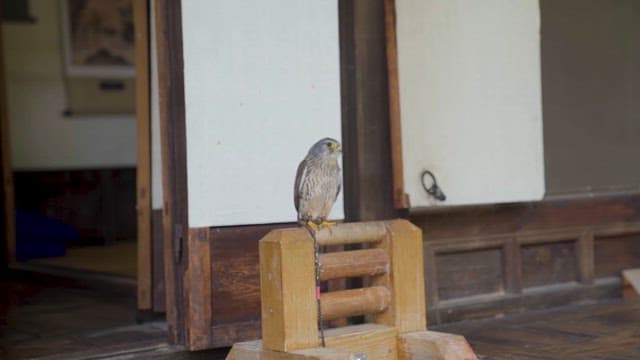 Perched Falcon in Traditional Wooden Setting