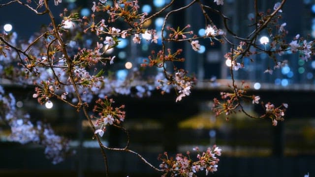 Cherry blossoms at night with city lights