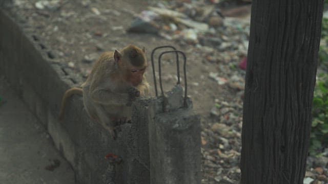 Monkey Eating Away Thin Thread in an Urban Area Littered with Debris