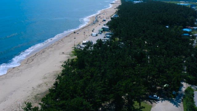 Peaceful and Tranquil Sandy Beach Next to a Forest