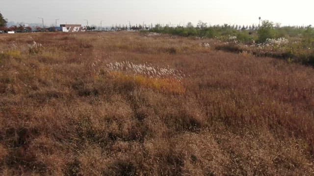 Field full of reeds in autumn
