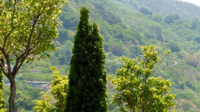 Scenic view of lush green hills with trees