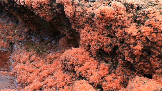 Small red crabs moving on the rock surface