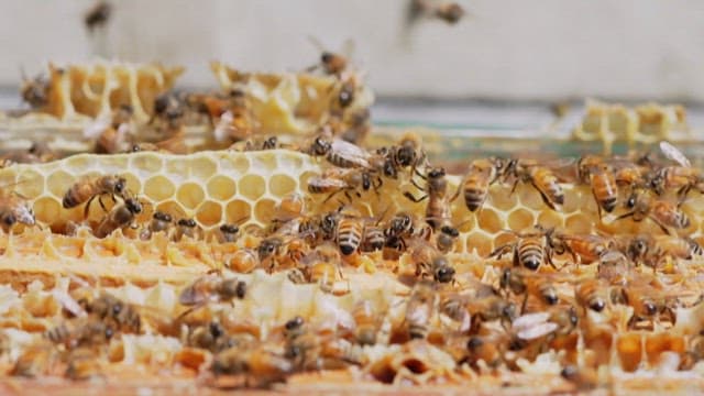Busy bees working hard in the hive