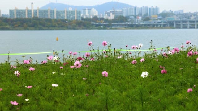 Blossoming Flowers by the City River