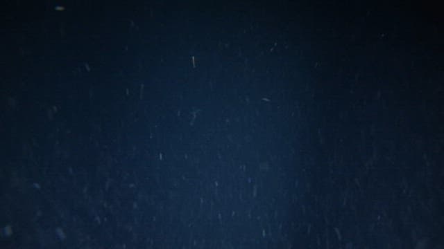 Squid caught on a fishing line