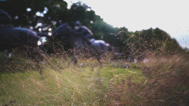Statue of a horse and rider in a park