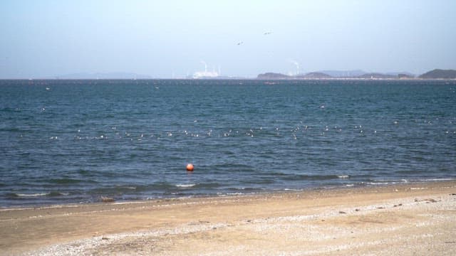 Seagulls flying over a calm beach and sea on a clear day
