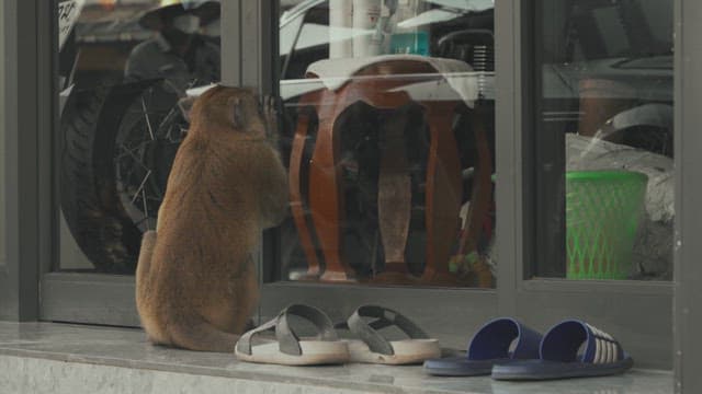 Monkey Sitting Outside a Building Entrance while Looking Inside