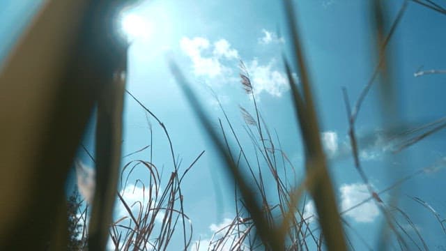 Tall reeds swaying under a bright sky