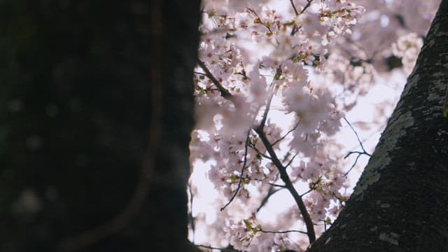 Cherry Blossoms Adorning a Tree Branches