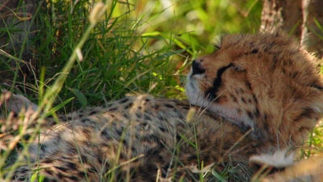 Resting Cheetah Cub in Lush Greenery