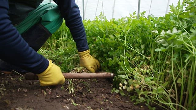 Farmer harvesting fresh water parsley in a greenhouse