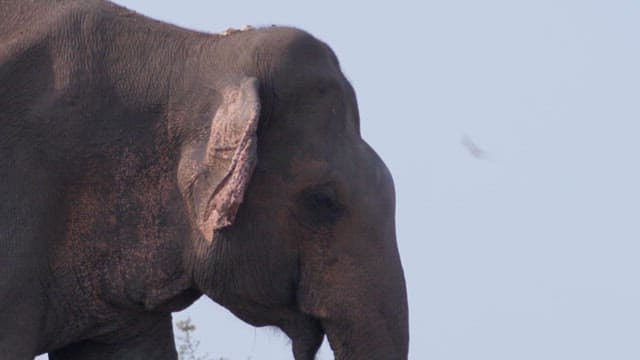 Elephant walking amidst a trash-filled area