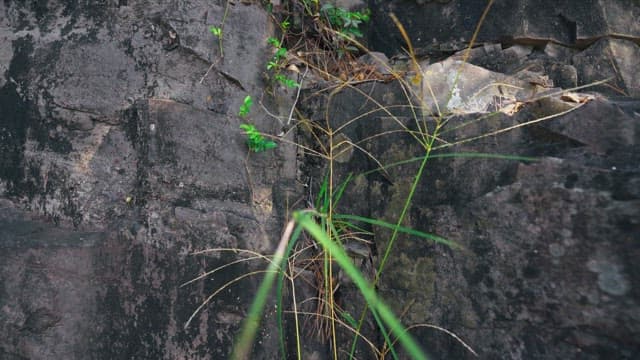Vines growing along rocks
