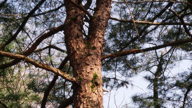 Sunlight illuminating the rough surface of a pine tree