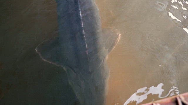 Sturgeon Swimming in a Fish Farm Tank