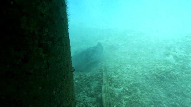 Stingray gliding over the ocean floor