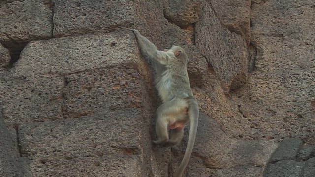 Monkey Climbing a Rugged Stone Wall in Daylight