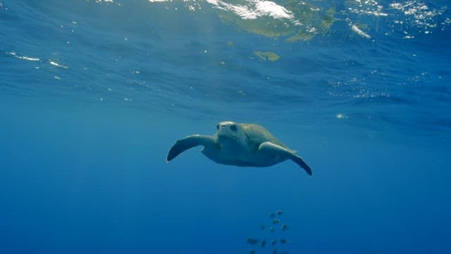 Sea turtle swimming gracefully underwater