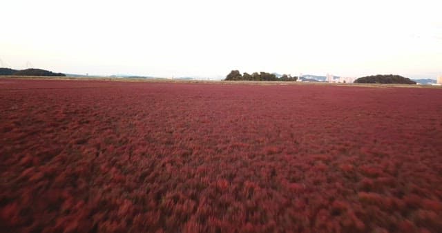 Vast field of red plants under a clear sky