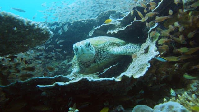 Sea turtle surrounded by fish in the ocean