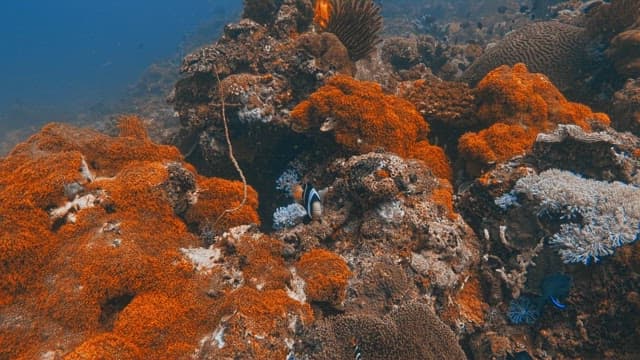 Fish among the Beautifully Colored Coral Reef