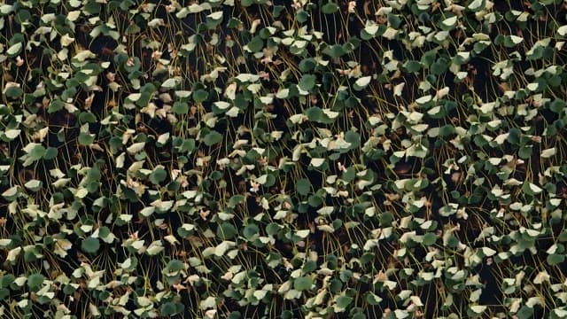 Lush green lotus leaves