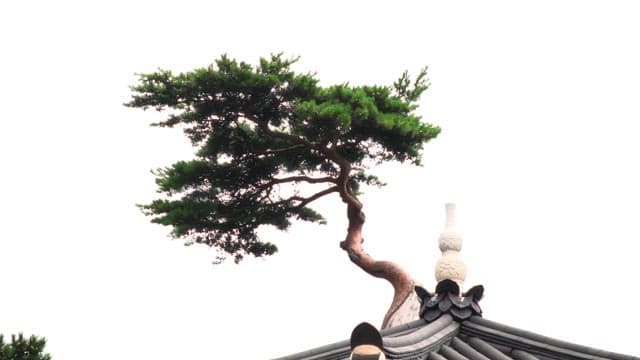 Traditional Korean roof with a pine tree