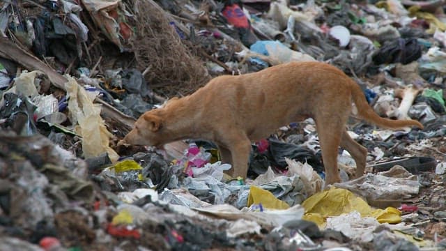 A stray dog searching for food in trash