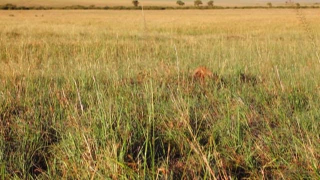 Hyena Emerging from Tall Grass