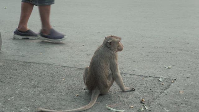 Monkeys Fighting for Feed