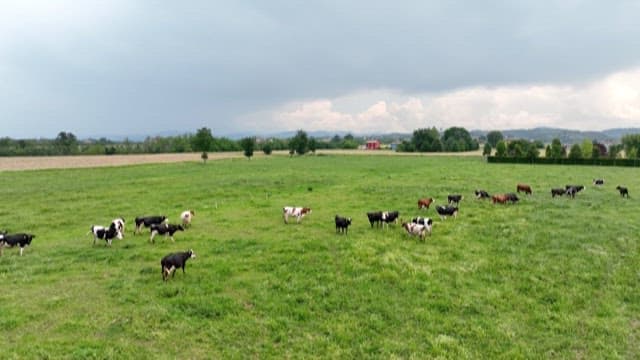 Cows Grazing in a Green Meadow