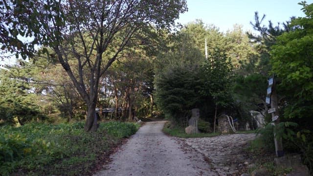 Serene forest path on an early morning with sunlight filtering through the trees
